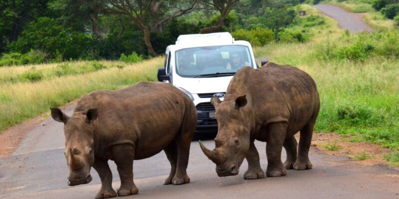 Hluhluwe Imfolozi Safari Including Open Vehicle Game Drive - Pricing and Booking