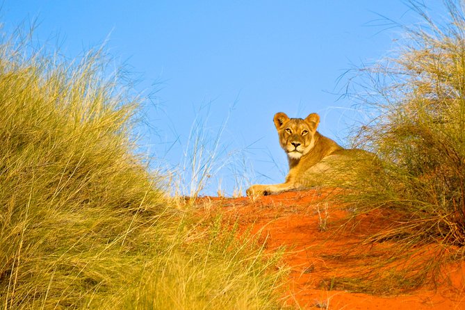 Hluhluwe Imfolozi Safari & St Lucia Boat Safari Day Tour From Durban - Pickup and Meeting