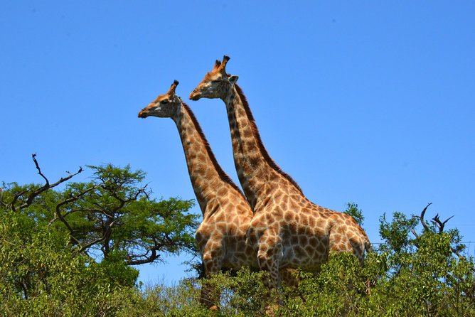 Hluhluwe Imfolozi Safari & St Lucia Boat Safari Day Tour From Durban - Confirmation and Accessibility