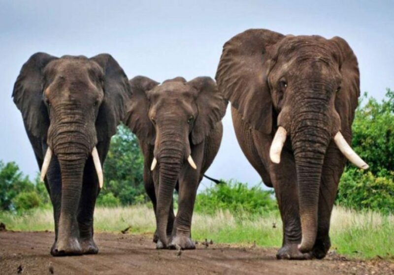 Hluhluwe & Isimangaliso Wetlands Park 2 Day Tour From Durban - Overnight Stay at Elephant Lake Hotel