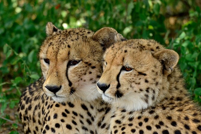 Hluhluwe Safari & Emdoneni Wild Cat Project Day Tour From Durban - Pickup and Departure Details