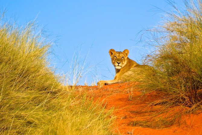 Hluhluwe Safari & Emdoneni Wild Cat Project Day Tour From Durban - Tour Highlights