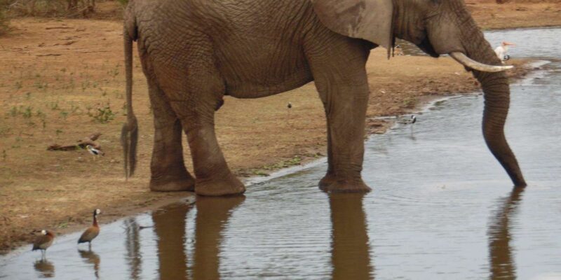 Hluhluwe/St Lucia : Standard or Tailor Made Safari Packages - Booking and Cancellation Policies
