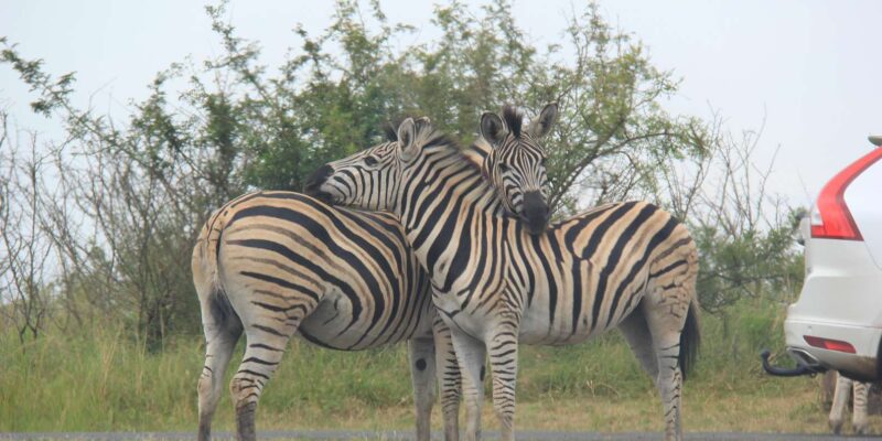 Hluhluwe/St Lucia : Standard or Tailor Made Safari Packages - Guided Safari Activities and Encounters