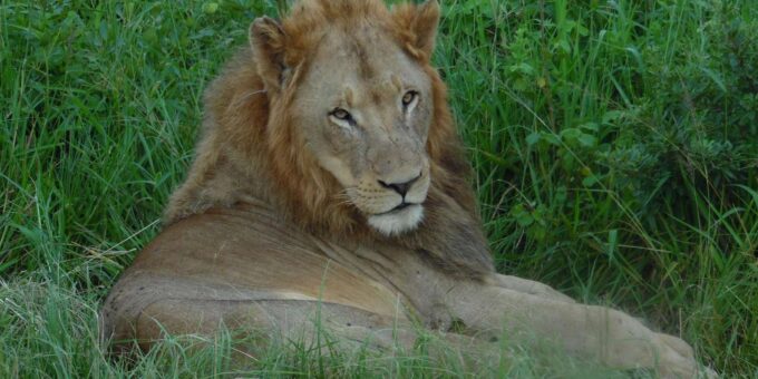 Hluhluwe/St Lucia : Standard or Tailor Made Safari Packages - Frequently Asked Questions