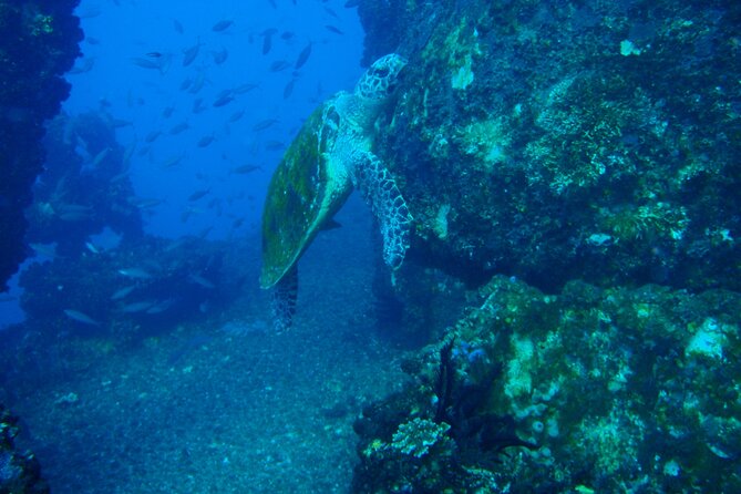 HMAS Brisbane Double Dive - Meeting and Logistics