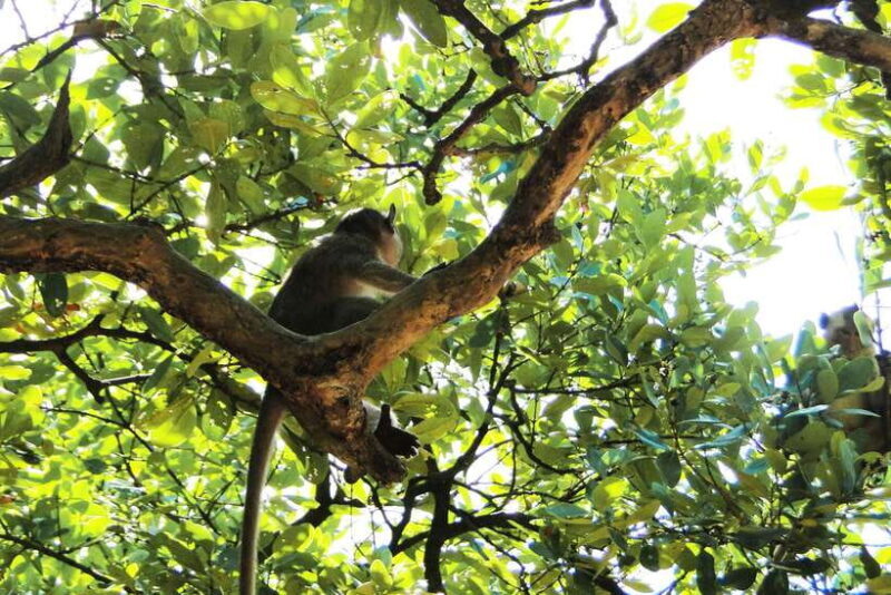 Ho Chi Minh City: Can Gio Eco Escape And Wildlife Discovery - Customer Ratings and Reviews