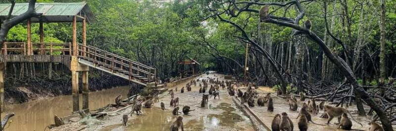 Ho Chi Minh City: Can Gio Monkey Island Day Trip With Lunch - Feedback From Customers