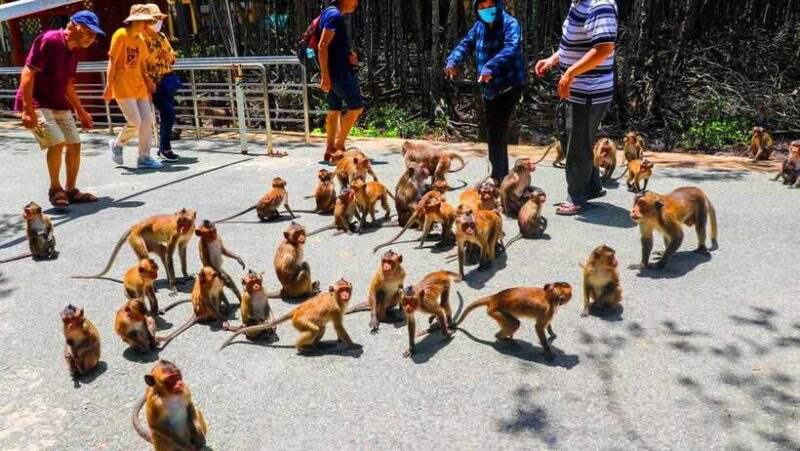 Ho Chi Minh City: Can Gio Monkey Island Day Trip With Lunch - Detailed Activities