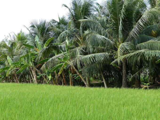 Ho Chi Minh City: Exploring The Flavors Of The Mekong Delta - Discovering Local Cottage Industries