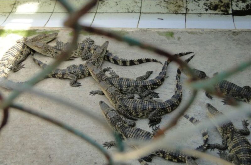 Ho Chi Minh: Private Eco Tour to Can Gio Mangrove Forest - Observing Wildlife on Monkey Island