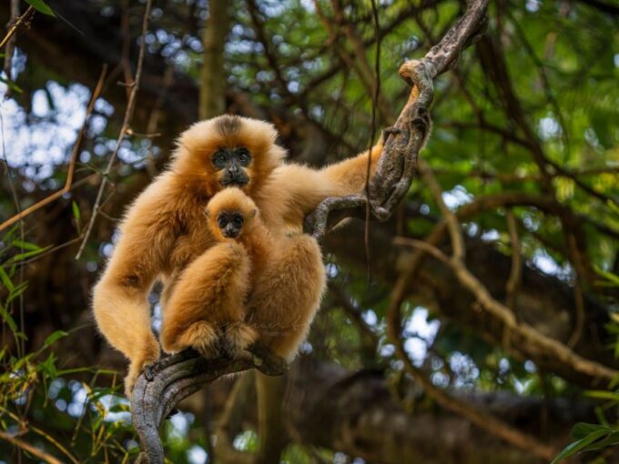 Ho Chi Minh to Cat Tien National Park – Dalat (3 Days) - Highlights