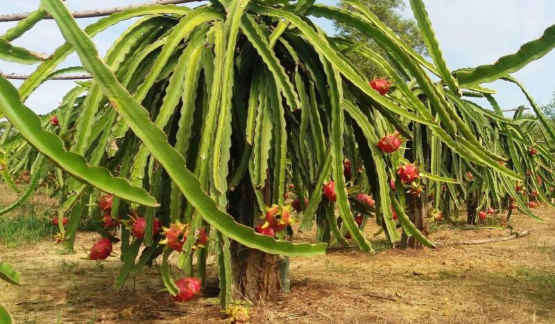 Ho Coc Beach, Nature Reserve & Dragon Fruit Farm Day Tour - Tour Overview