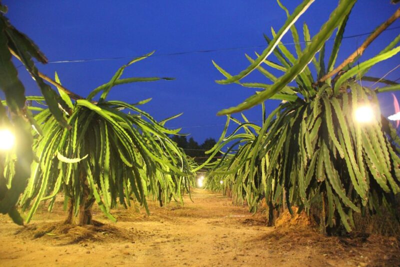Ho Coc Beach, Nature Reserve & Dragon Fruit Farm Day Tour - Transportation and Pickup