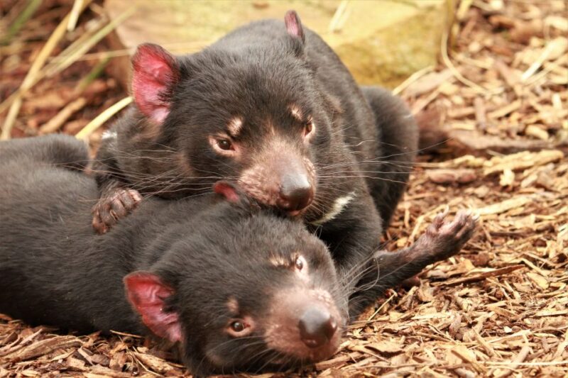 Hobart: Admission Ticket to Bonorong Wildlife Sanctuary - Key Points