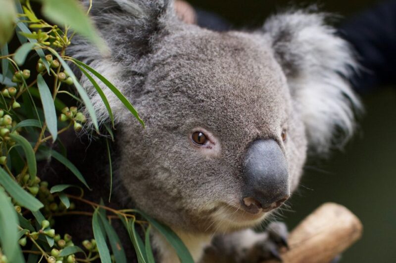 Hobart: Admission Ticket to Bonorong Wildlife Sanctuary - Included Amenities