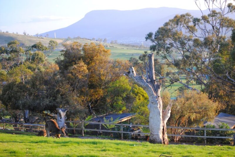 Hobart: Admission Ticket to Bonorong Wildlife Sanctuary - Important Guidelines