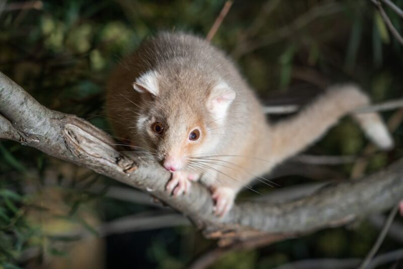 Hobart: Bonorong Wildlife Sanctuary Guided Night Tour - Key Points