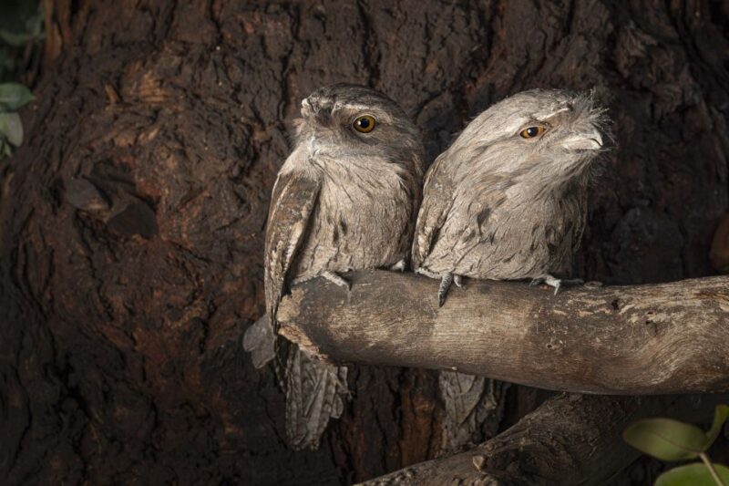 Hobart: Bonorong Wildlife Sanctuary Guided Night Tour - Night Tour Highlights