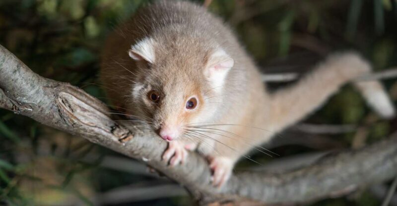 Hobart: Bonorong Wildlife Sanctuary Guided Night Tour - Hands-on Animal Interactions