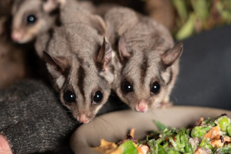 Hobart: Bonorong Wildlife Sanctuary Guided Night Tour - Important Tour Information