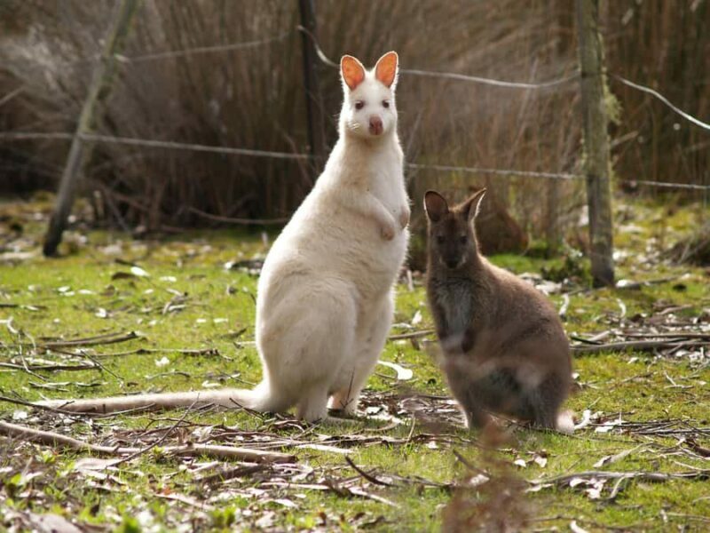 Hobart: Bruny Island Tour with Hotel Lunch & Lighthouse Tour - Who Would Love This Tour?