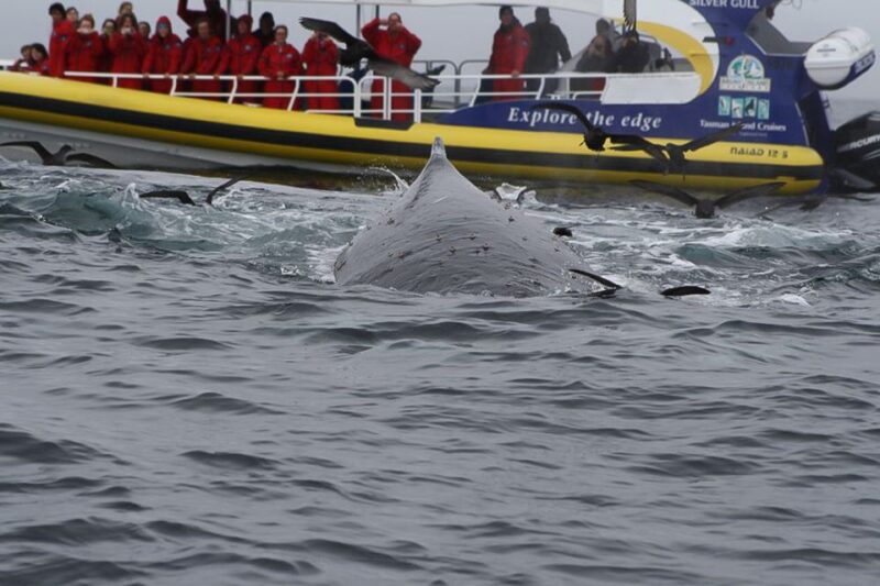 Hobart: Bruny Island Wilderness Coast Eco Cruise With Lunch - Discovering Coastal Sea Caves