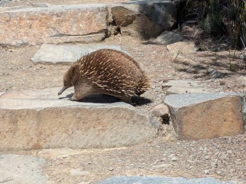 Hobart: Cape Hauy Hike - The Value of the Experience