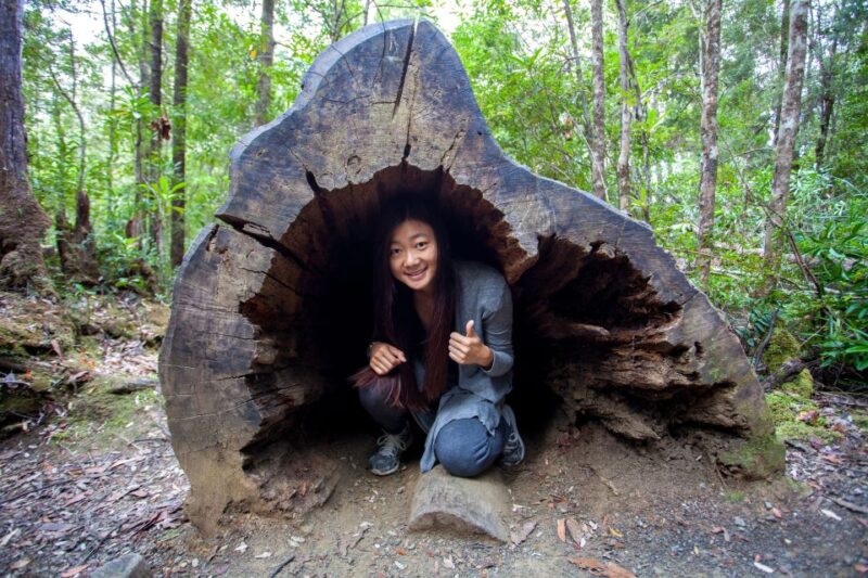 Hobart: Full-Day Tahune Airwalk & Hastings Caves Tour - Discovering Huon Pine Trees