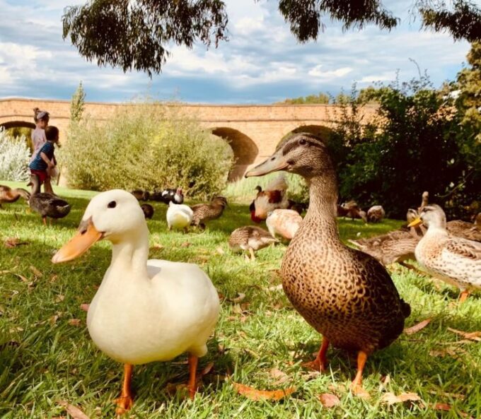 Hobart Highlights Day Tour - Interacting With Tasmanian Wildlife