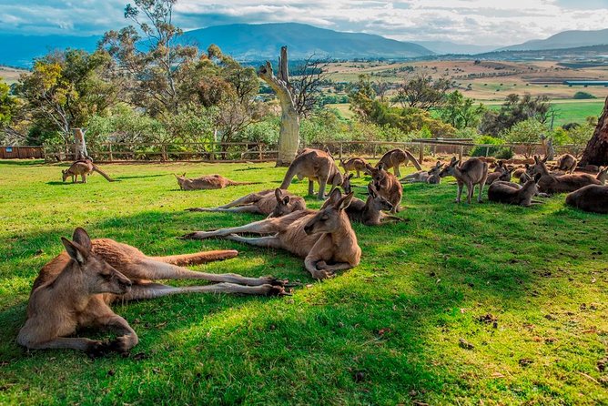 Hobart Highlights Day Tour - Transportation and Logistics