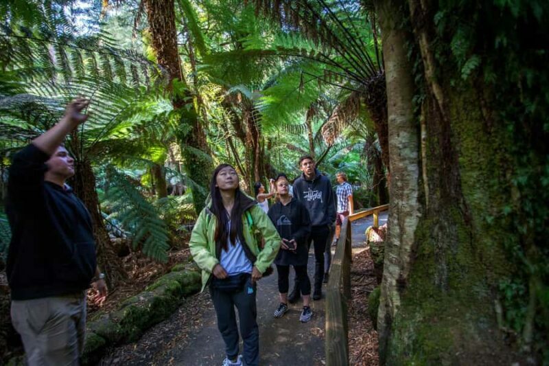 Hobart: Mt Field National Park & Wildlife Shore Excursion - An Overview of the Experience