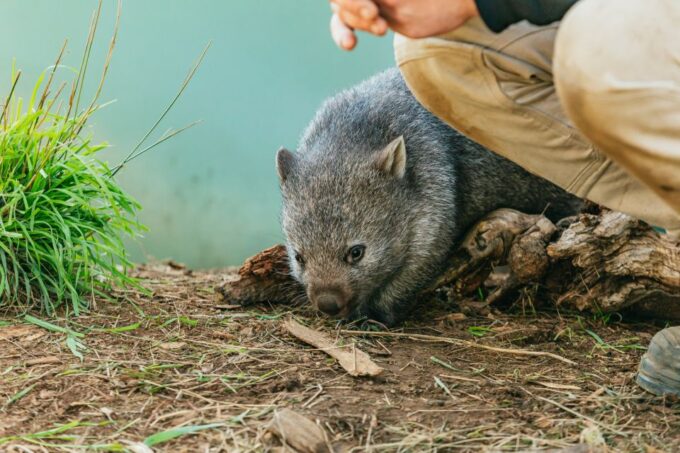 Hobart: Mt Wellington, Mt Field, Bonorong and Richmond Trip - Tour Duration and Pickup/Dropoff