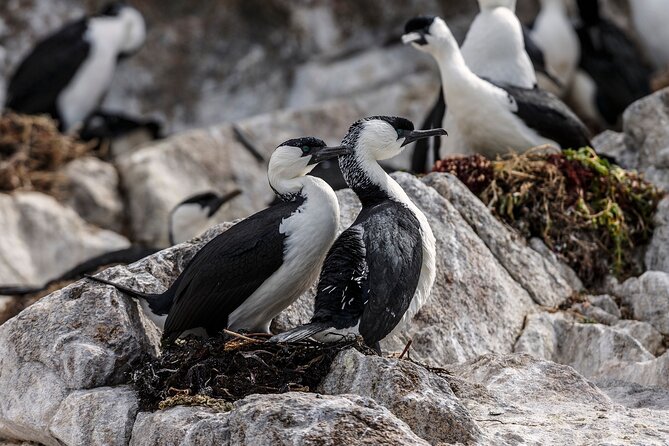 Hobart Sightseeing Cruise Including Iron Pot Lighthouse - Wildlife Spotting Opportunities
