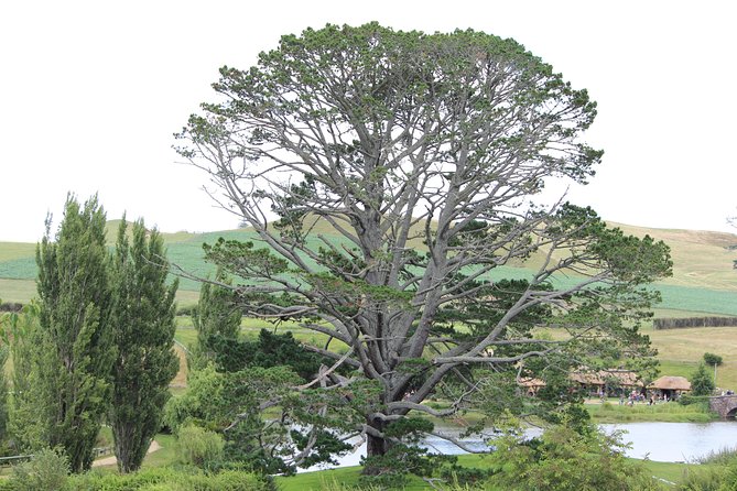 Hobbiton Afternoon Tour in Luxury Minibus From Auckland to Auckland - Customer Reviews and Experiences