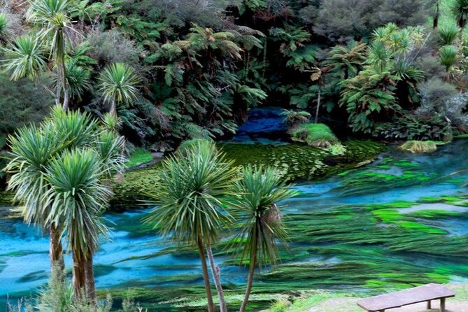 Hobbiton Movie Set Tour to Blue Springs and Mineral Spa - Health and Accessibility