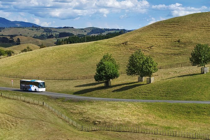 Hobbiton & Waitomo Caves Guided Tour From Auckland With Lunch - Reviews and Feedback