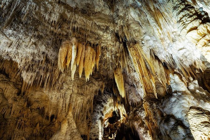 Hobbiton & Waitomo Caves Small Group Tour From Auckland - Contact Information