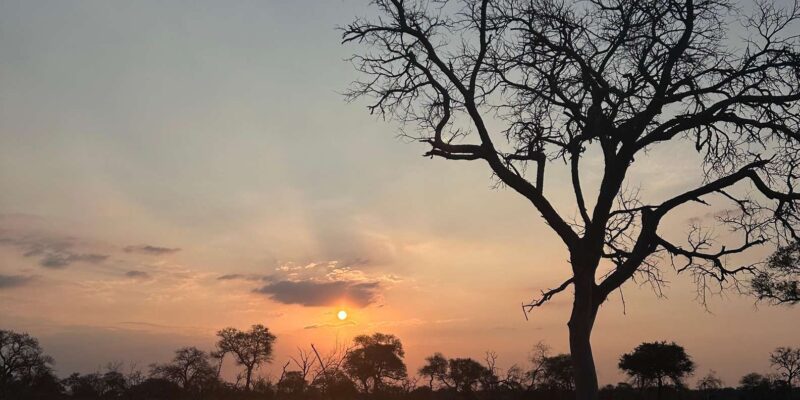 Hoedspruit: Dinner in the Bush & Safari Game Drive - Key Points
