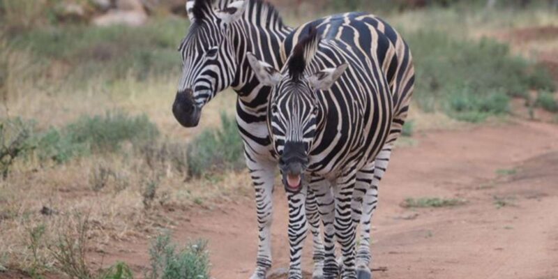 Hoedspruit: Dinner in the Bush & Safari Game Drive - Safari Game Drive Details