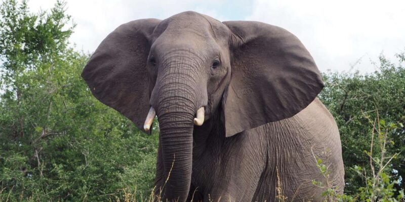 Hoedspruit: Dinner in the Bush & Safari Game Drive - Gourmet Dining in the Bush