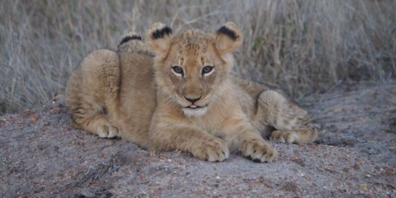Hoedspruit: Dinner in the Bush & Safari Game Drive - Important Considerations