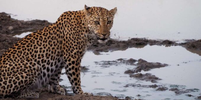 Hoedspruit: Dinner in the Bush & Safari Game Drive - Accessibility and Restrictions