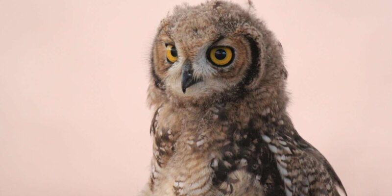 Hoedspruit Endangered Species Centre - Guided Tour