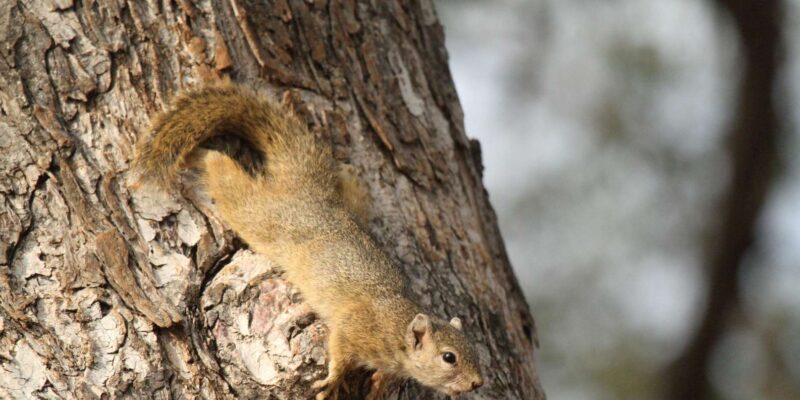 Hoedspruit Endangered Species Centre - Facility Information
