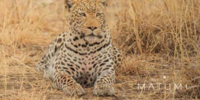 Hoedspruit Endangered Species Centre - Frequently Asked Questions