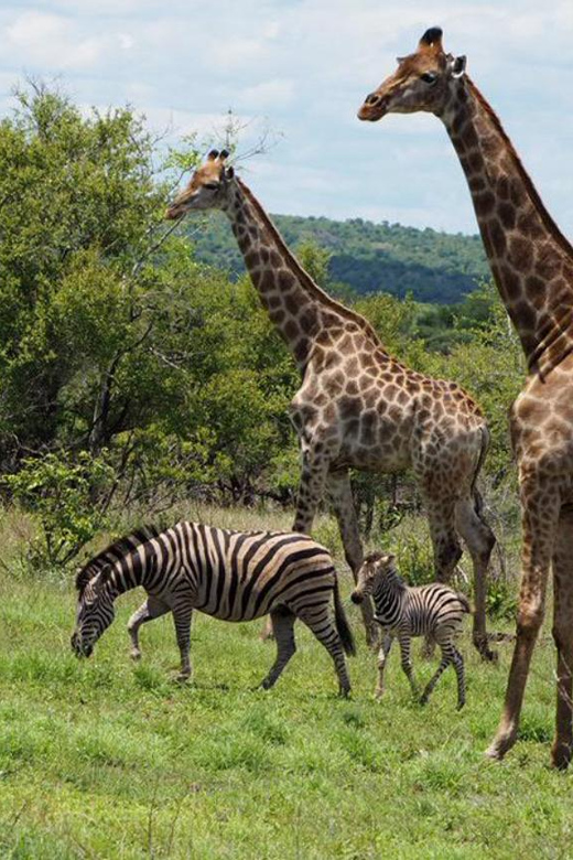 Hoedspruit: Evening Safari In Greater Kruger Private Reserve - Key Points