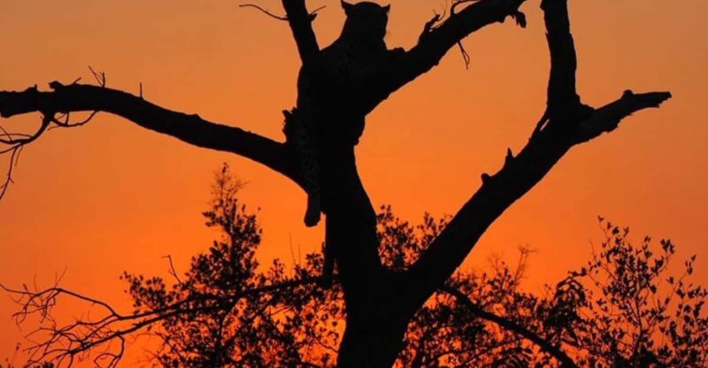 Hoedspruit: Evening Safari In Greater Kruger Private Reserve - Booking and Cancellation Policy