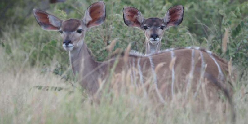 Hoedspruit: Evening Safari In Greater Kruger Private Reserve - Customer Feedback and Ratings
