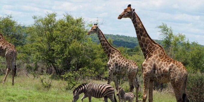 Hoedspruit: Evening Safari In Greater Kruger Private Reserve - Wildlife Sightings and Highlights